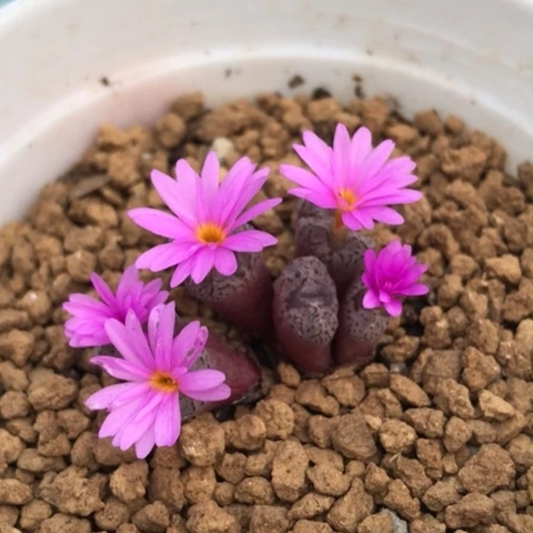 多肉肉锥 火大Y801小S