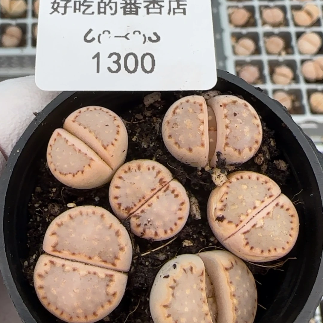 1300。c24饼干。。。。。。。