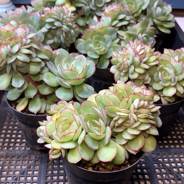 牡丹亭缀花脱土发货