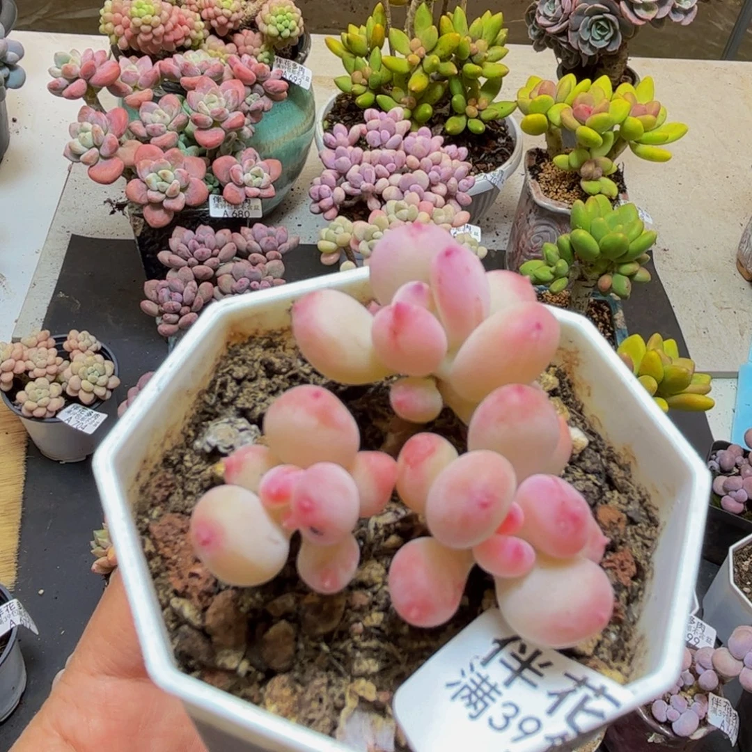 415苹果奶2代3cm多肉