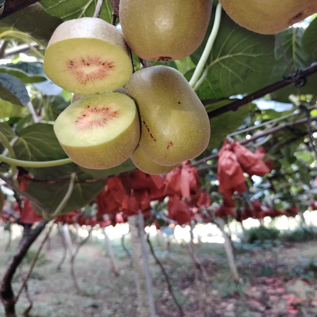 贵州遵义红心猕猴桃新鲜当季水果香甜多汁孕妇优选