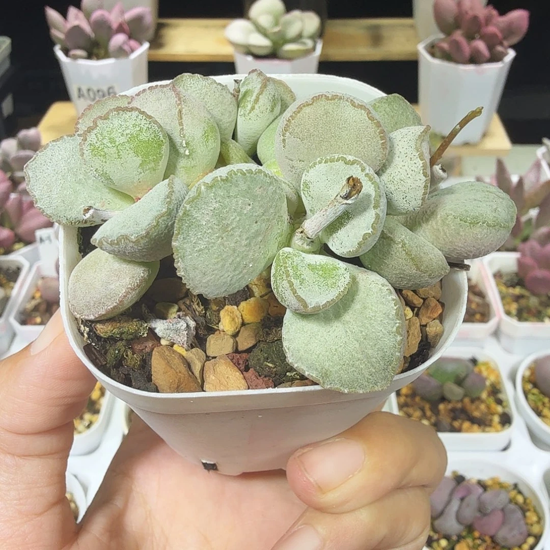 肥***猫硬叶白蛋水泡多肉植物