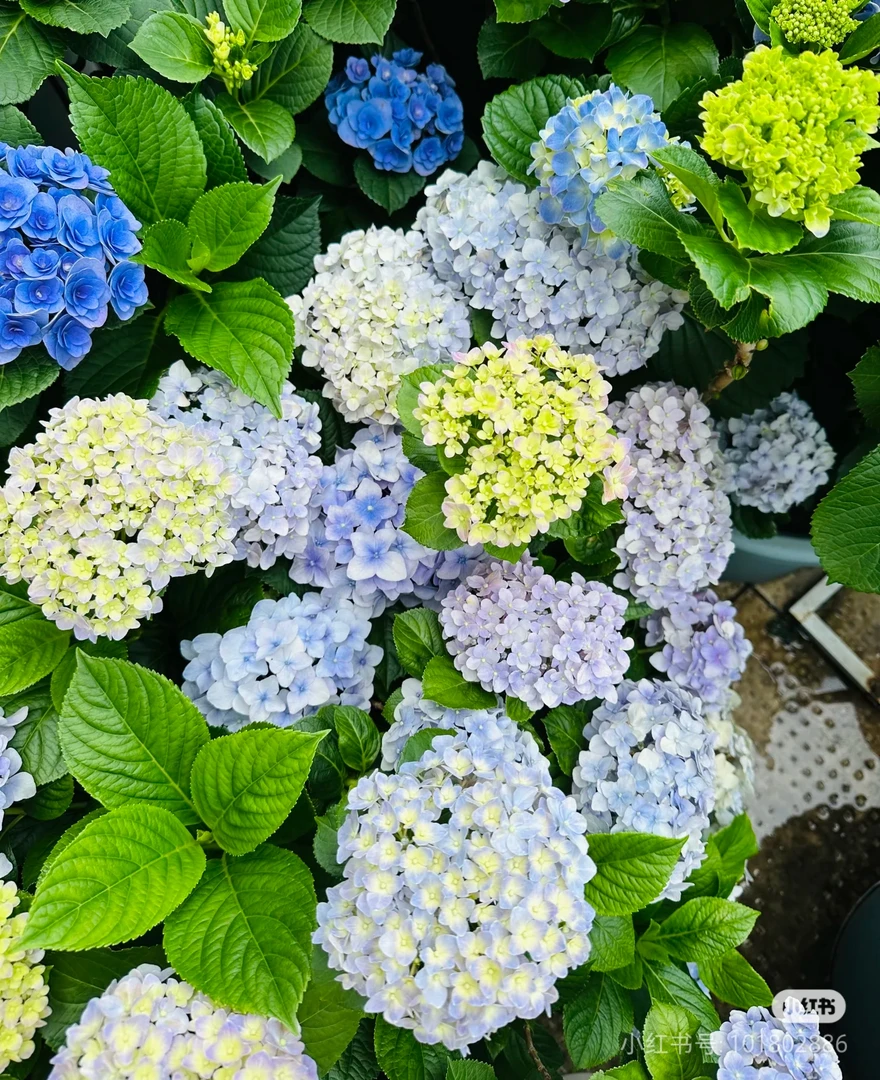 【易多梦幻】绣球新老枝开花老桩绣球可调色可地栽多年开花