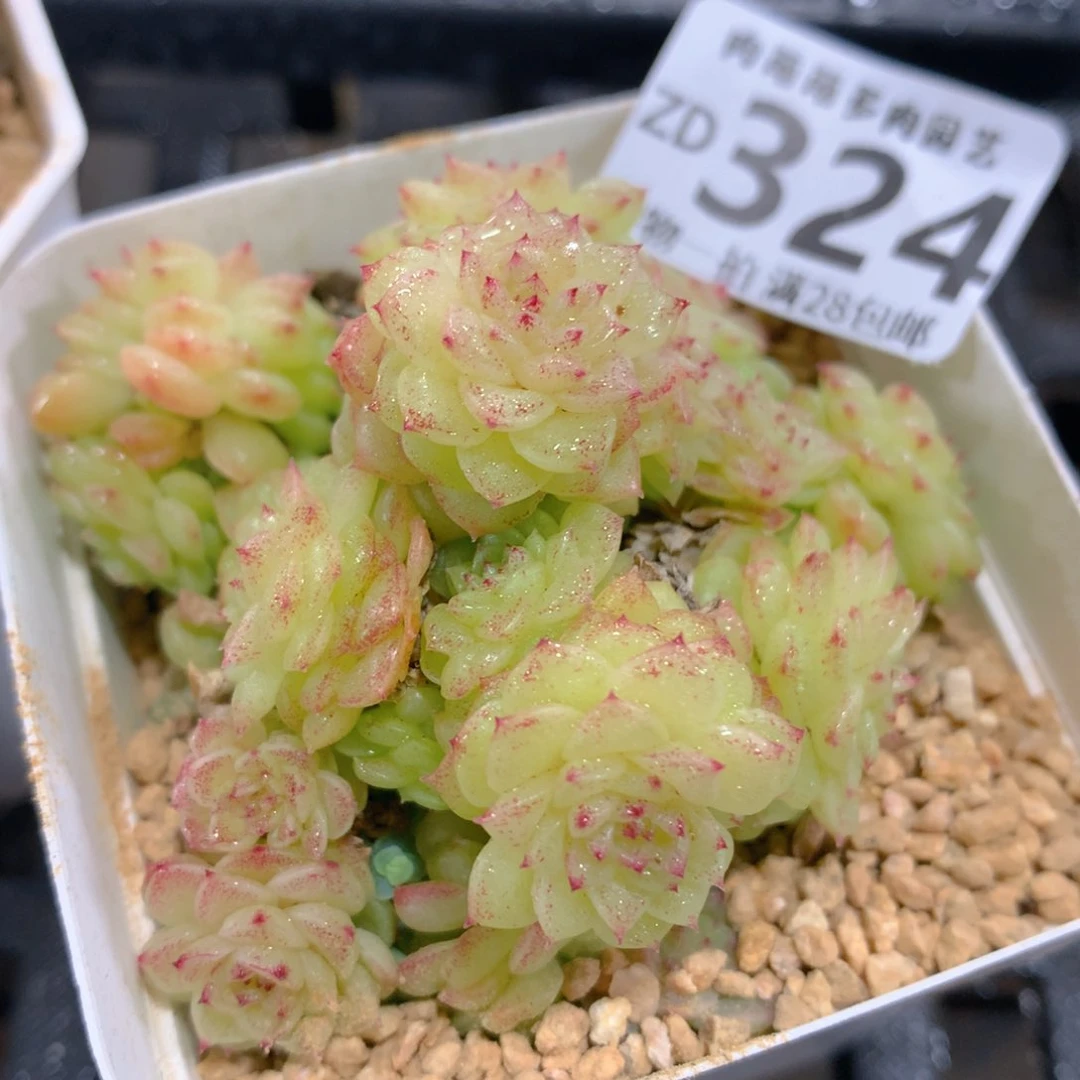 肉萌萌拇指盆精控多肉ZD324