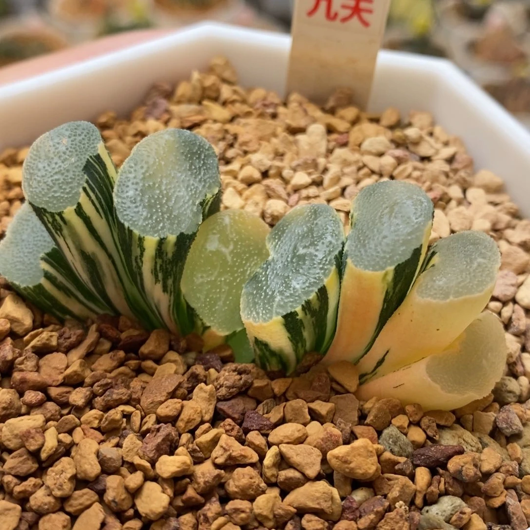 473号大绳玉扇锦多肉