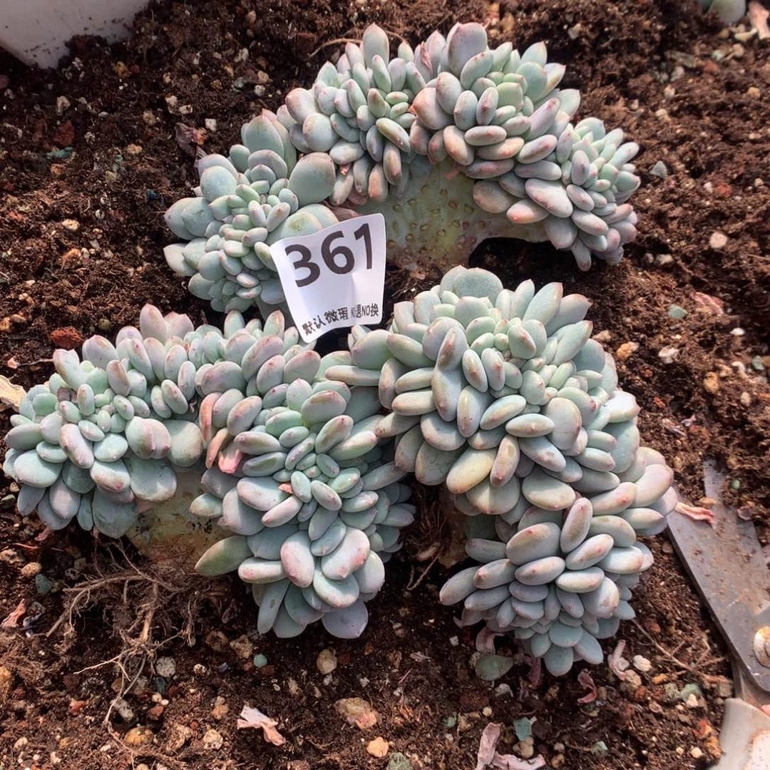 361号新疆西藏内蒙古不包邮的不售后  有瑕疵