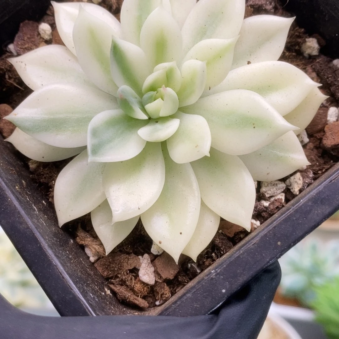 037飞羽锦锦锦锦锦锦锦