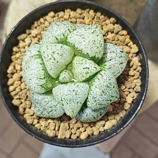 白魔法一颗多肉植物