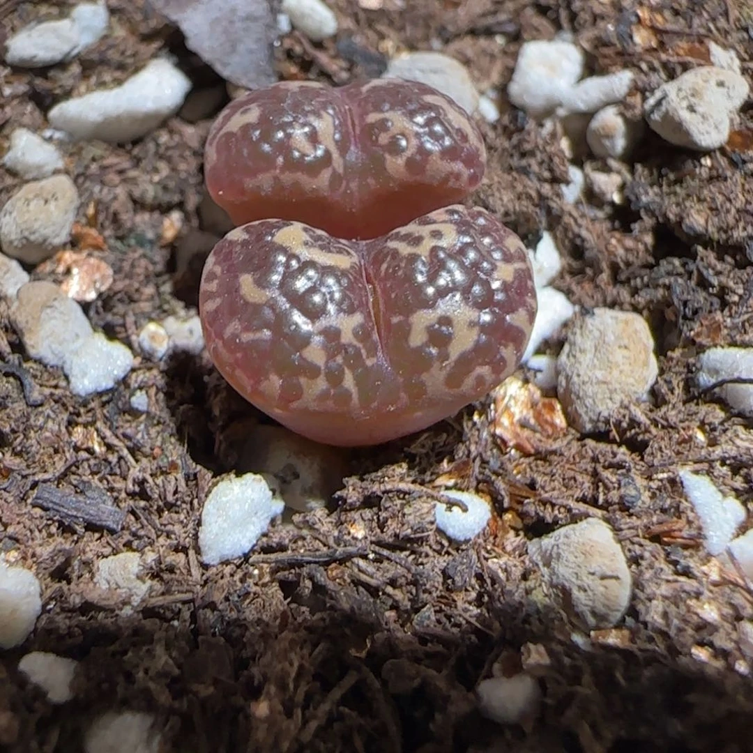 肉锥多肉植物组合-泡泡勋902
