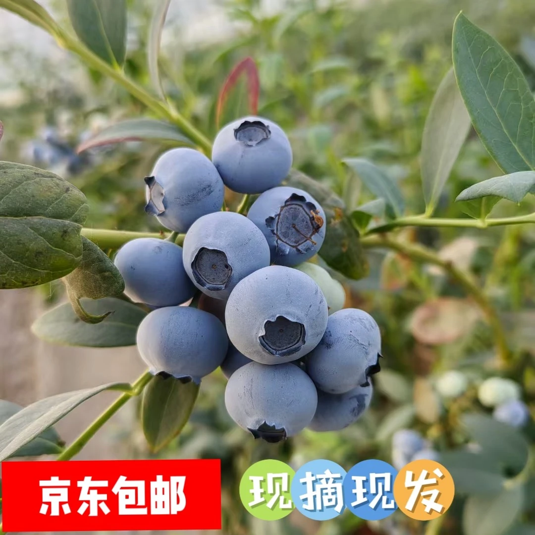 自家的蓝莓，无增甜无去酸，采摘需时间不催哦，到货检查24h内售后哦