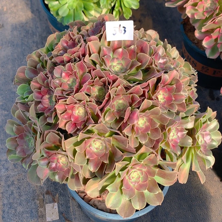 563女巫中斑锦大捧花