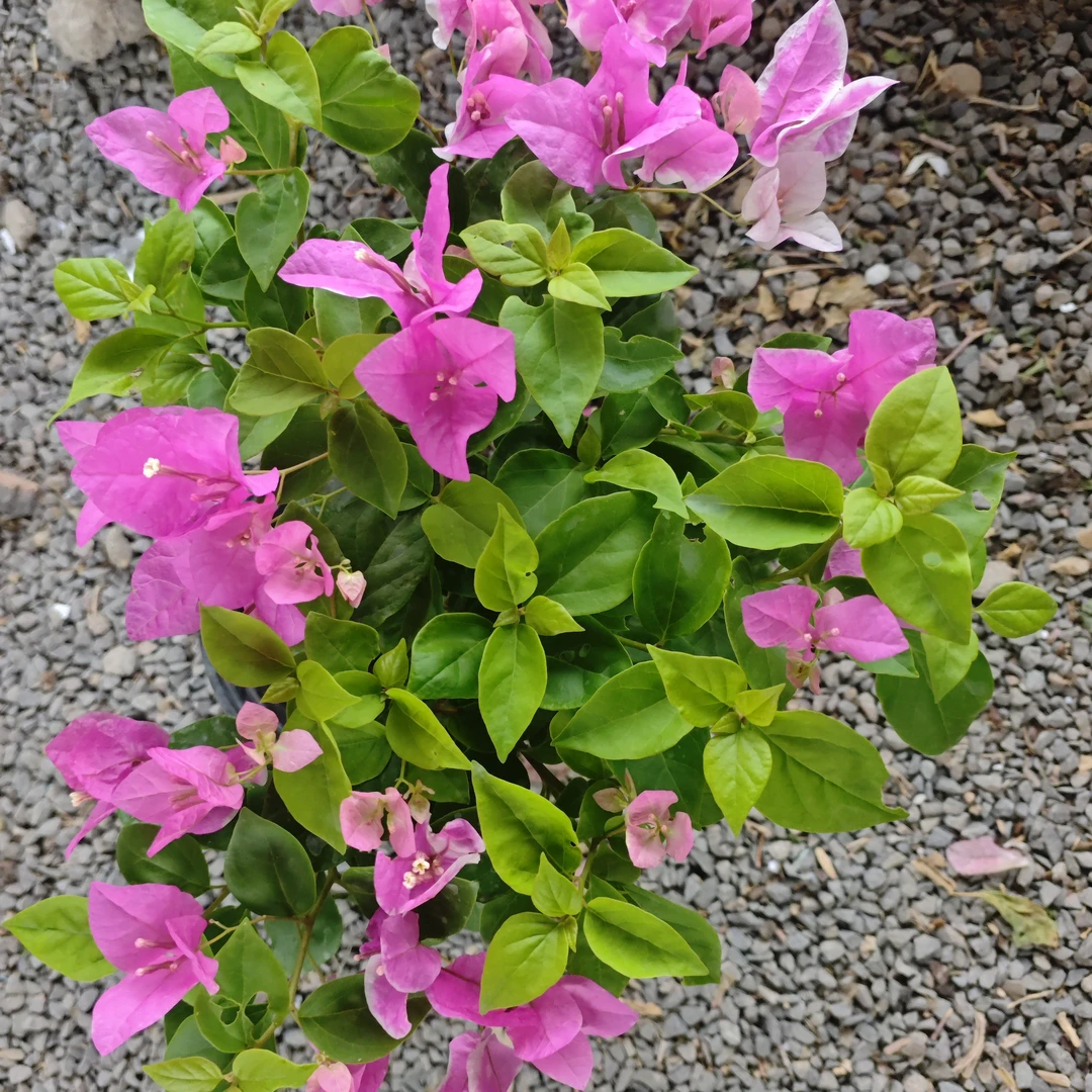 三角梅漳红樱勤花