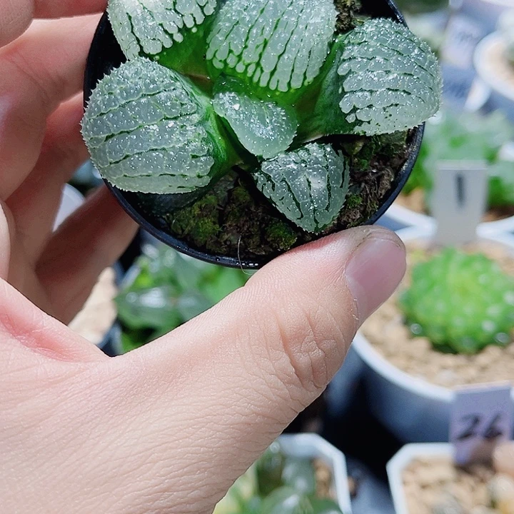 天空之镜新手福利