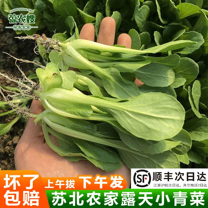 顺丰包邮苏北农家小青菜新鲜现摘现发小白菜上海青油菜鸡毛菜蔬菜