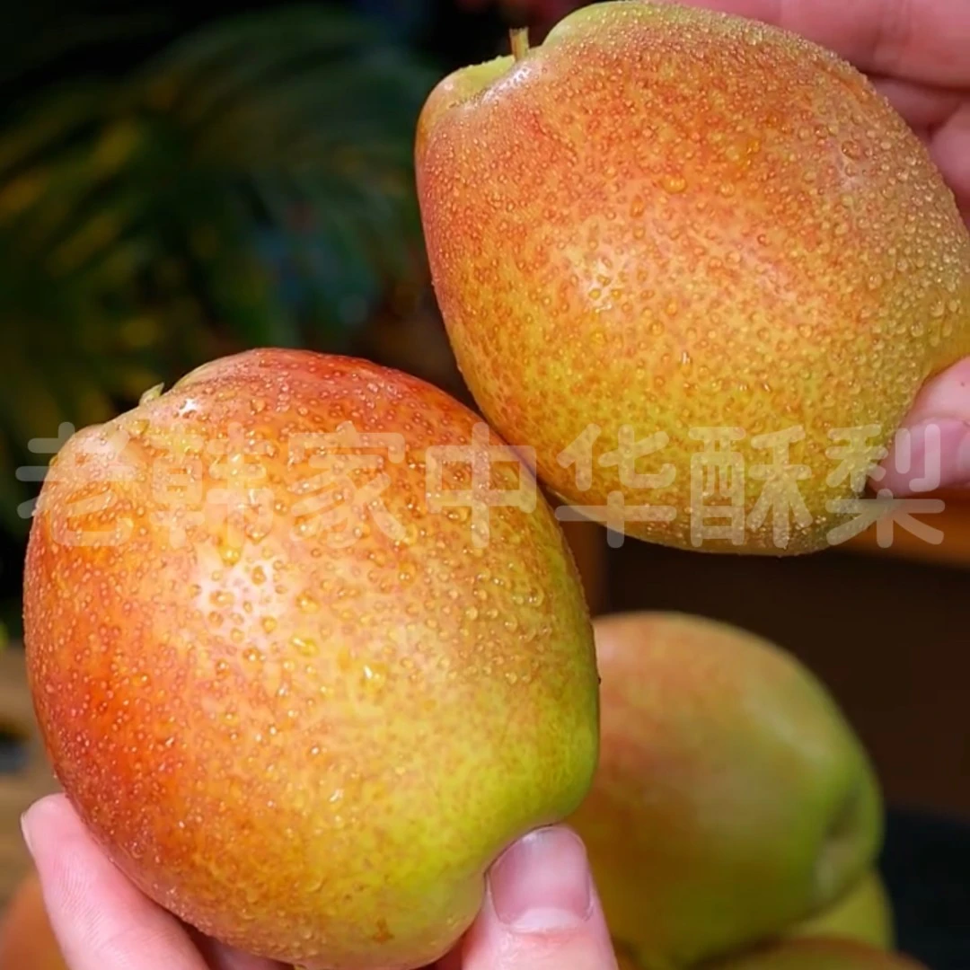 老韩家【中华酥梨】新鲜采摘新梨七号脆甜爆汁