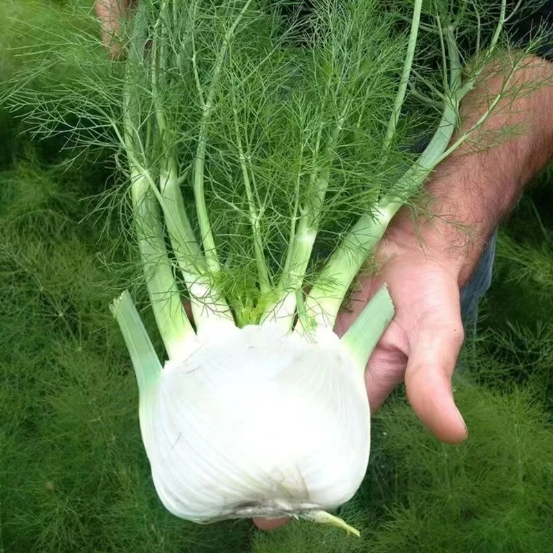 球茎茴香种子多次采收结球小叶回香球种籽割茬蔬菜种子春四季盆栽