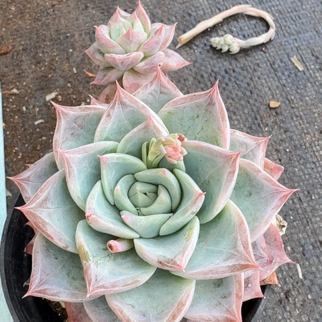 多肉杂交一物一拍19-100