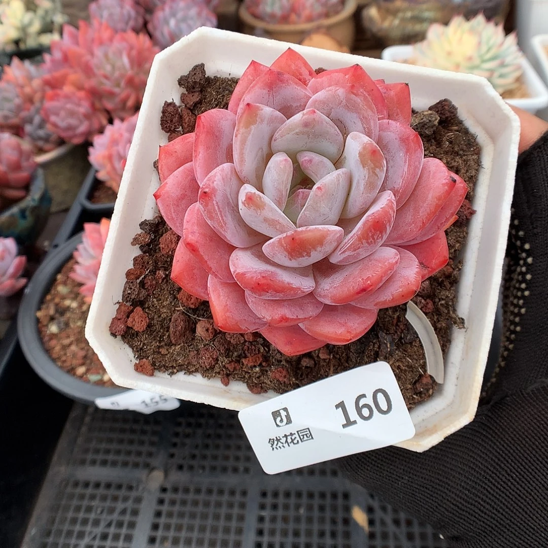 160雪天使多肉植物666
