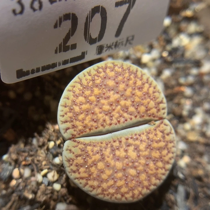 zzz精品生石花207