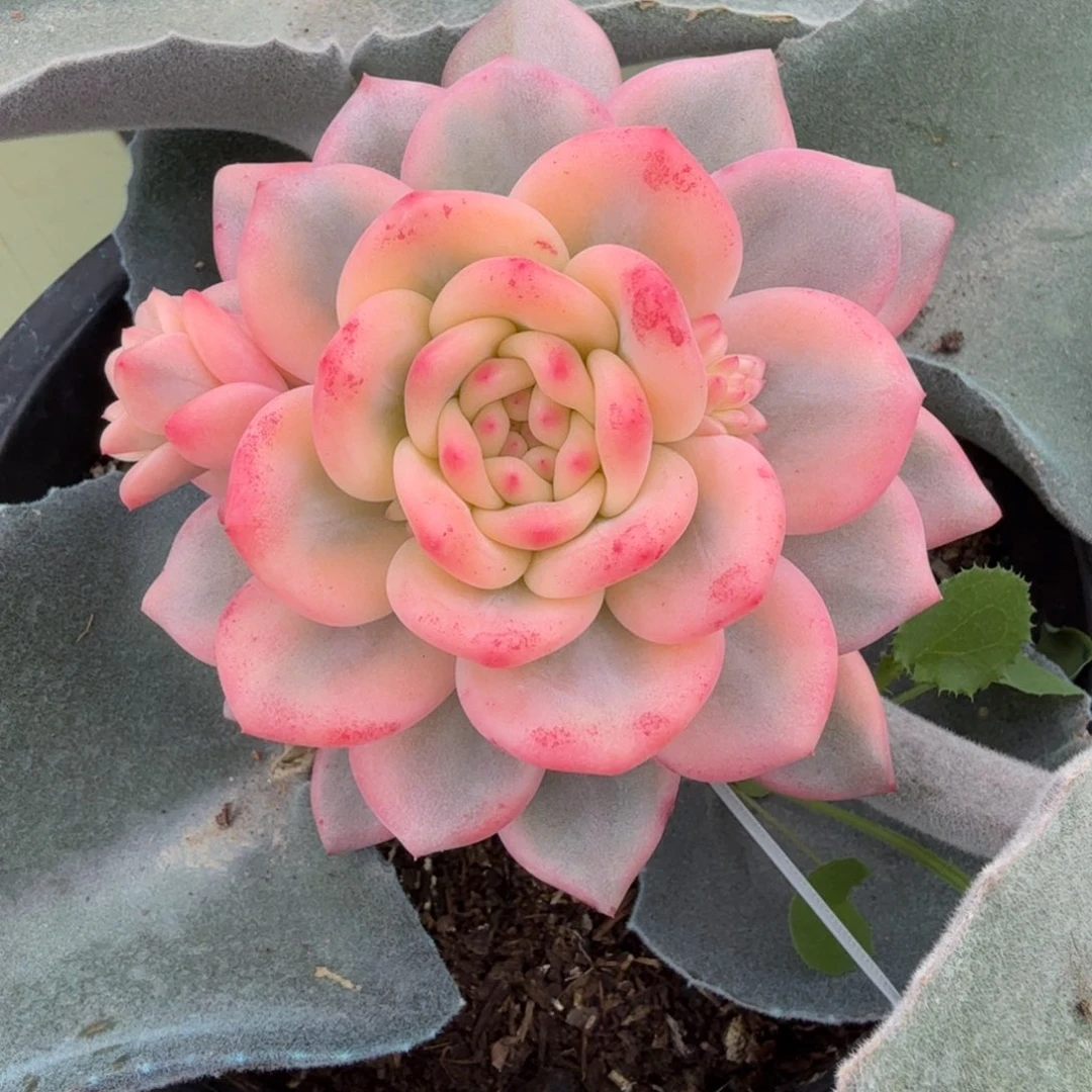 爱丽儿宽锦锦上园艺一物一拍