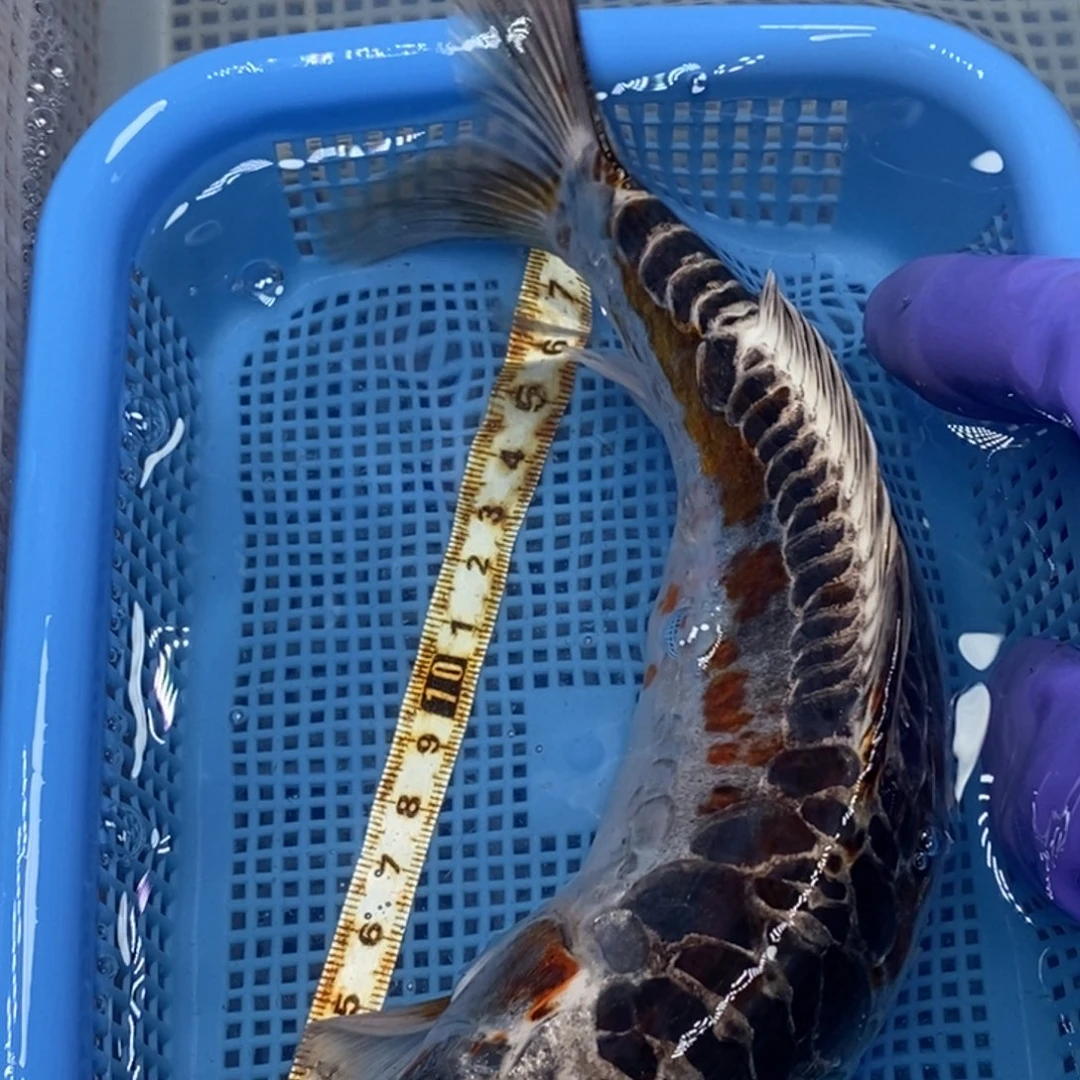 锦鲤冷水锦鲤包邮