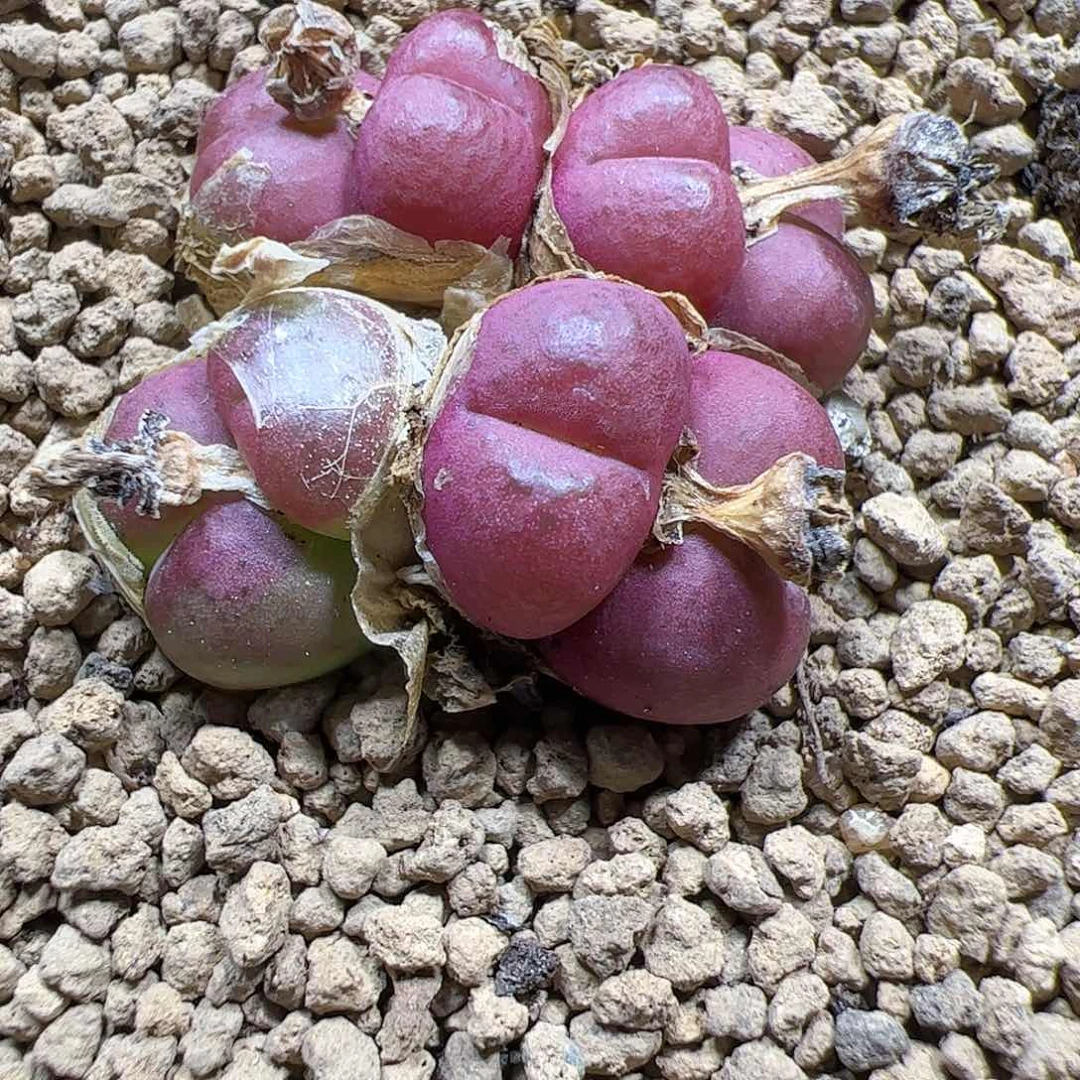 【闪购商品】277 吕