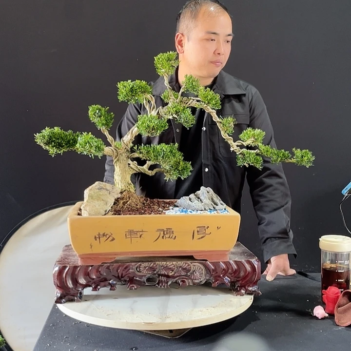 完全开放黄杨盆景园林