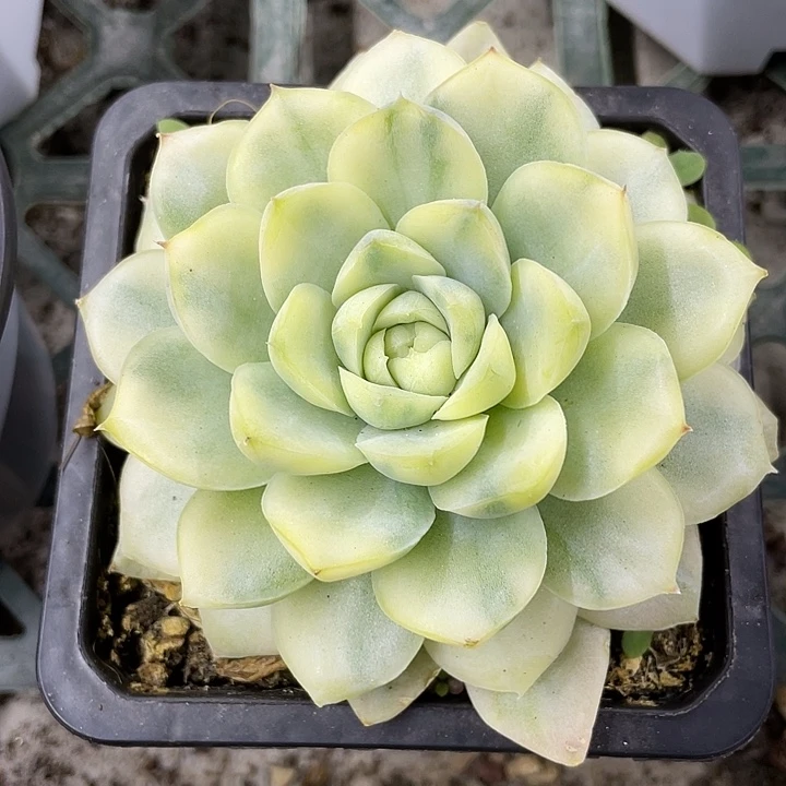 白月影锦一物一拍