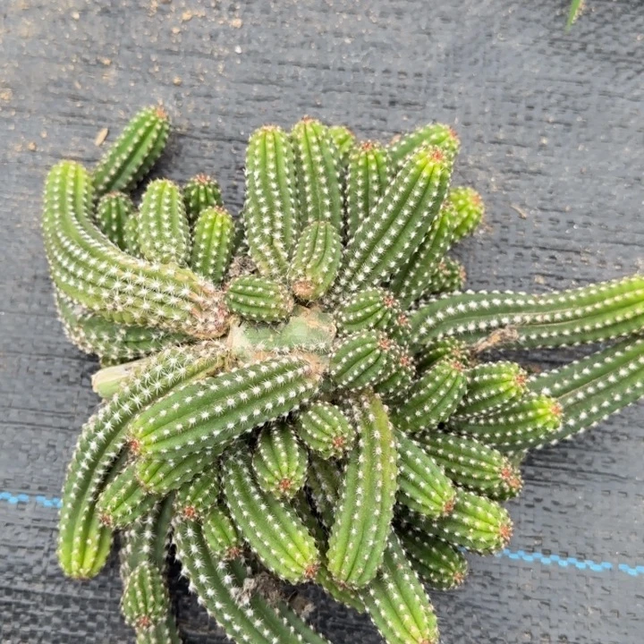 白檀仙人掌群生一群94