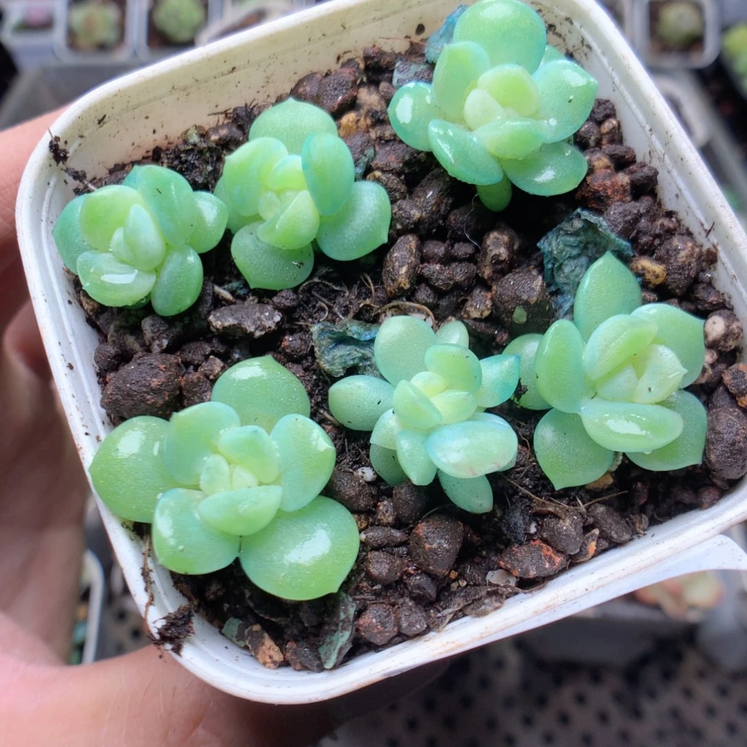 无花朵W158财yyyyyyy