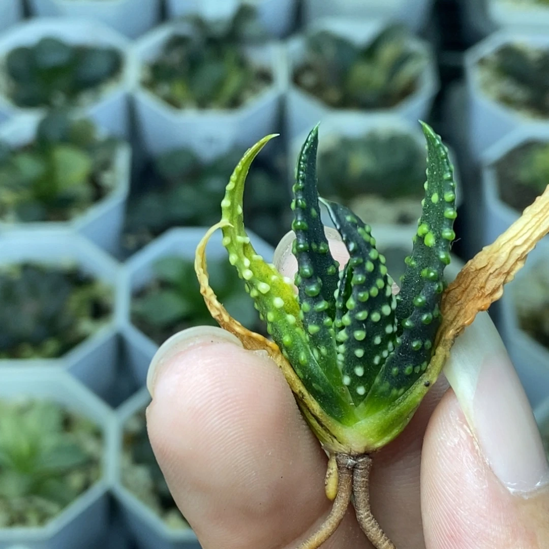 无菌播实生硬叶一物一拍