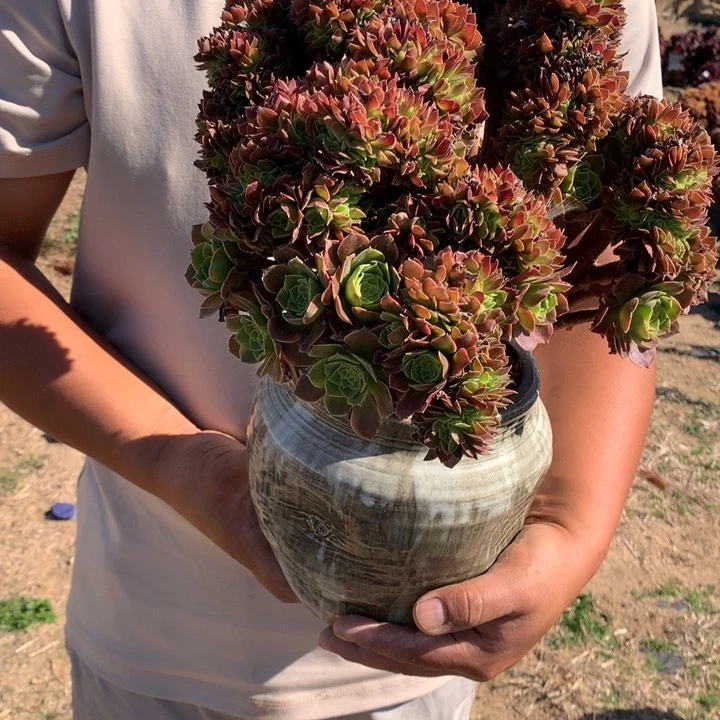 青檬朵朵脱土发货啊