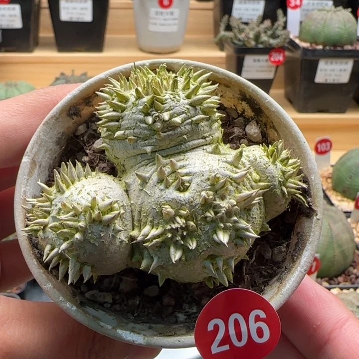 206号惠比须笑一物一拍