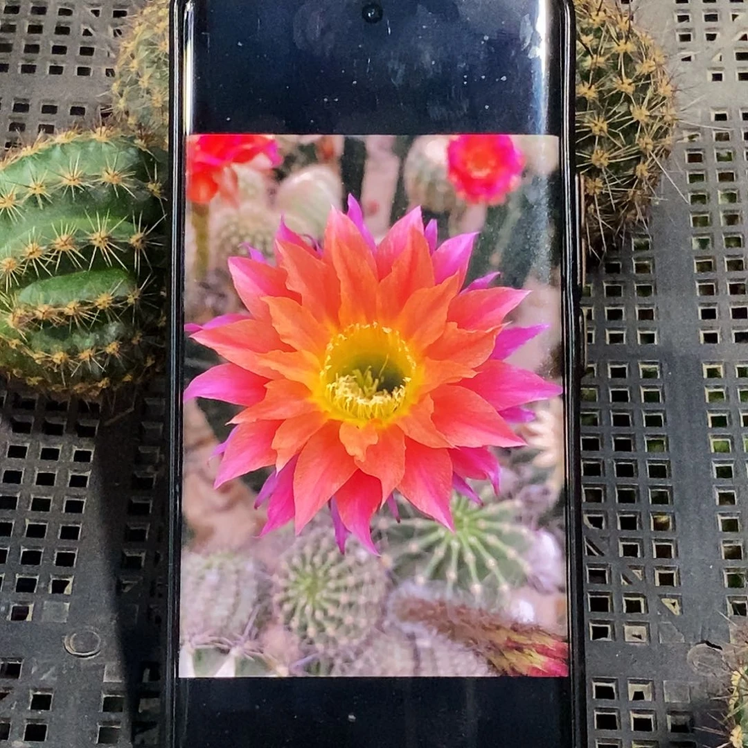 彩 弗莱克侧芽歪20包邮/5公分