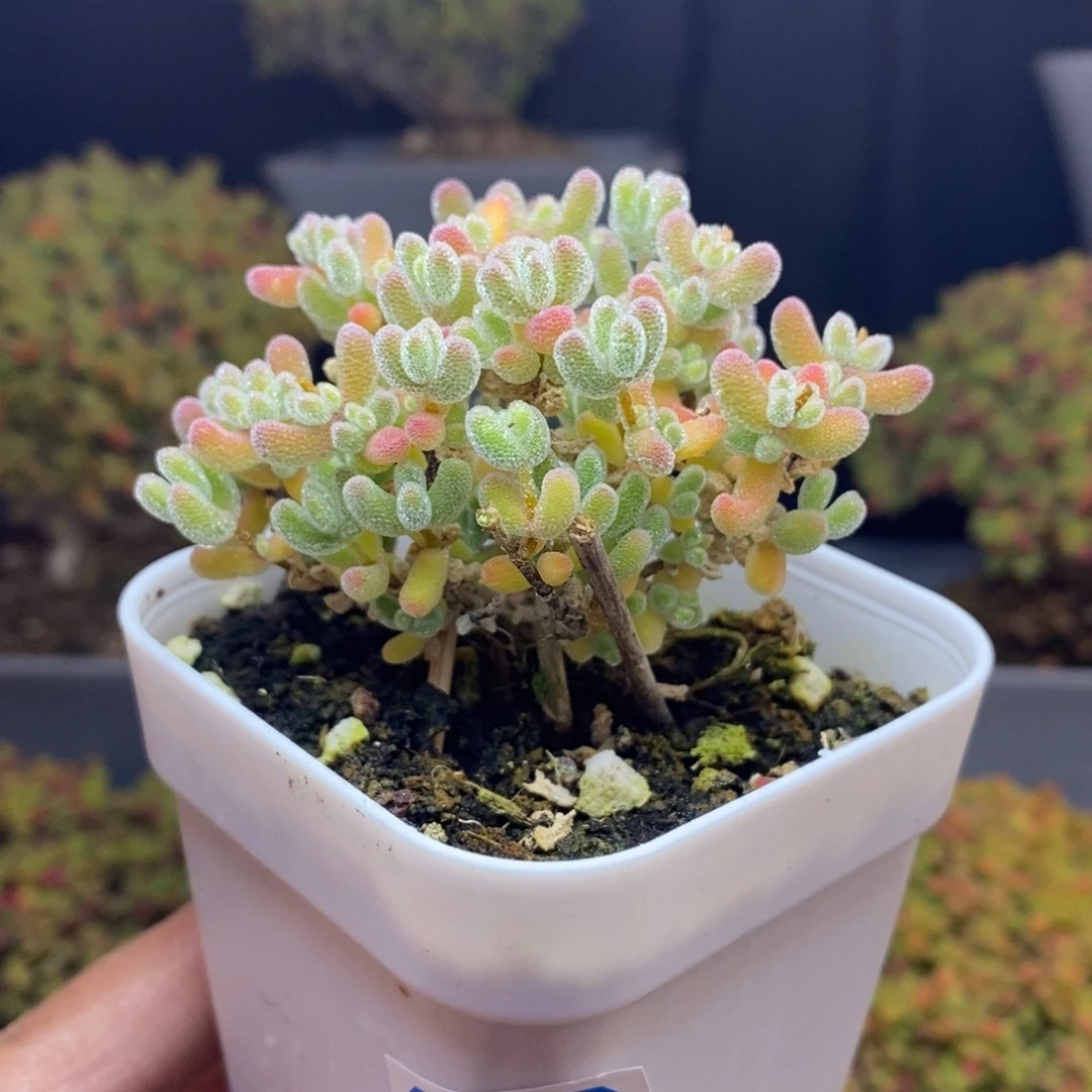 无花朵18号优选冰晶（直杆）