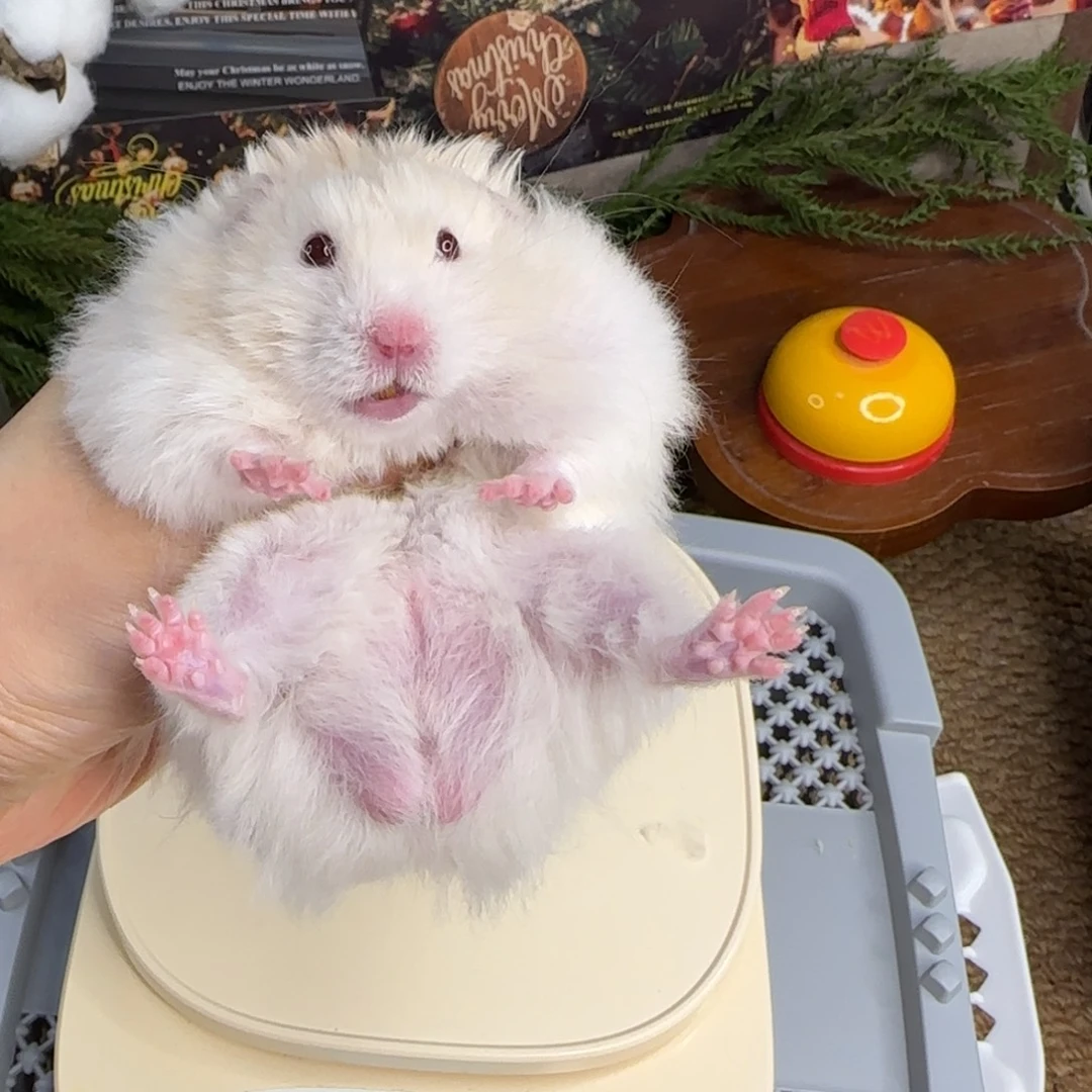 蜜波弟弟8.26生日