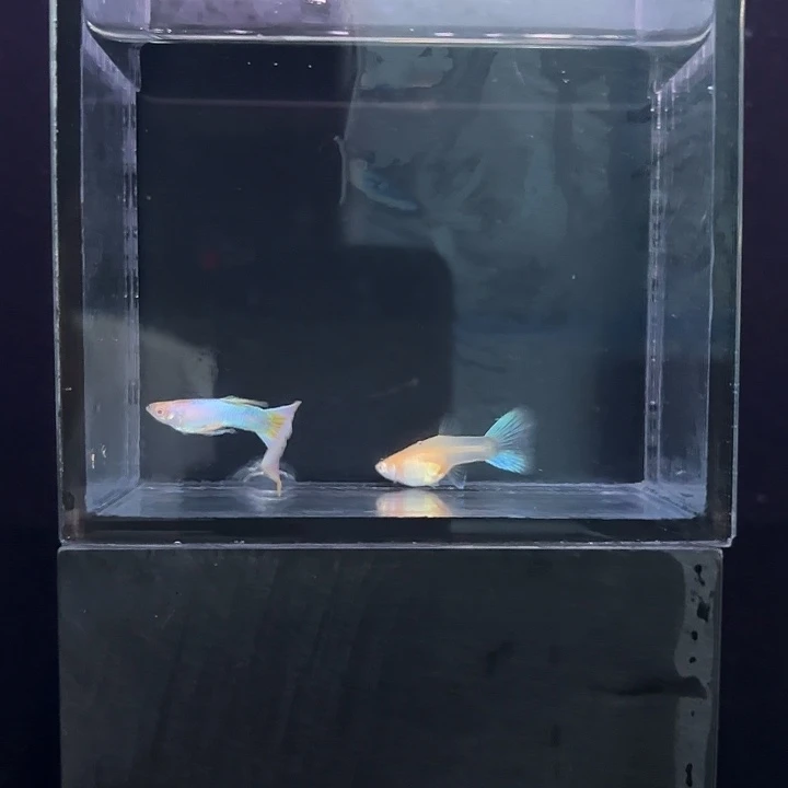 孔雀鱼一辛加兰白子一对