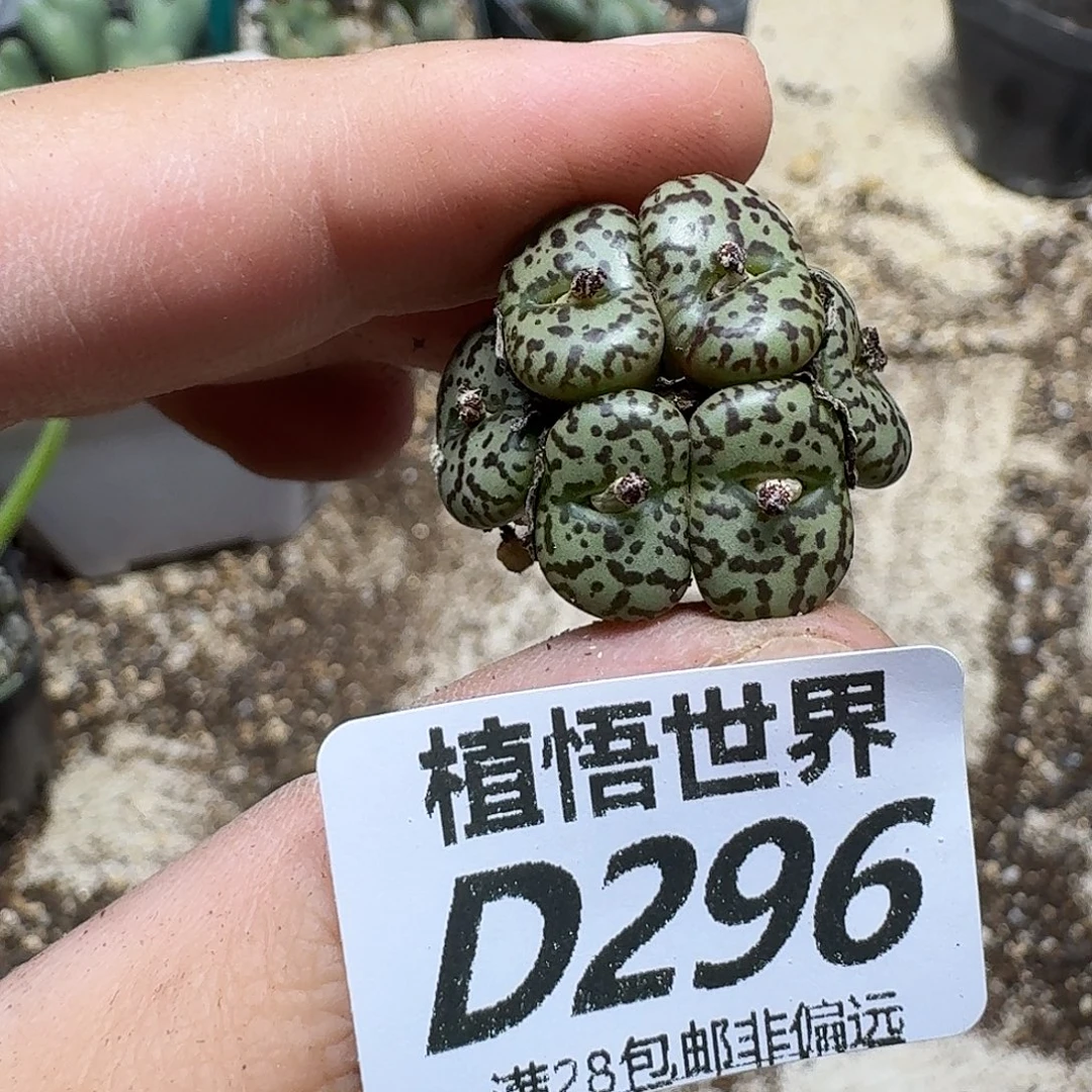 多肉植物的润泽ghbn