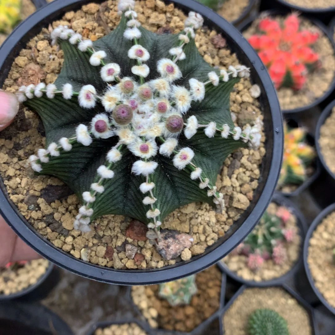 无花朵╄****舂仙人球一物一拍