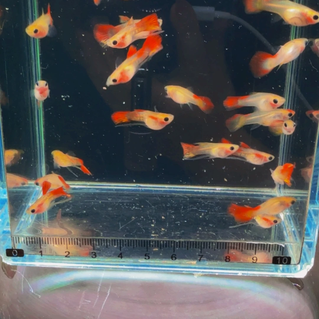 孔雀鱼皇家落日琉璃玻璃猫，缎带公鱼，普通母鱼，1对装