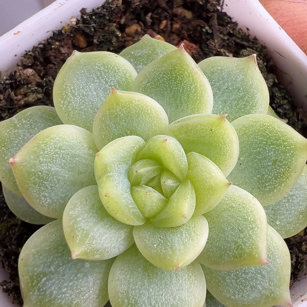 泼妇财富密码。