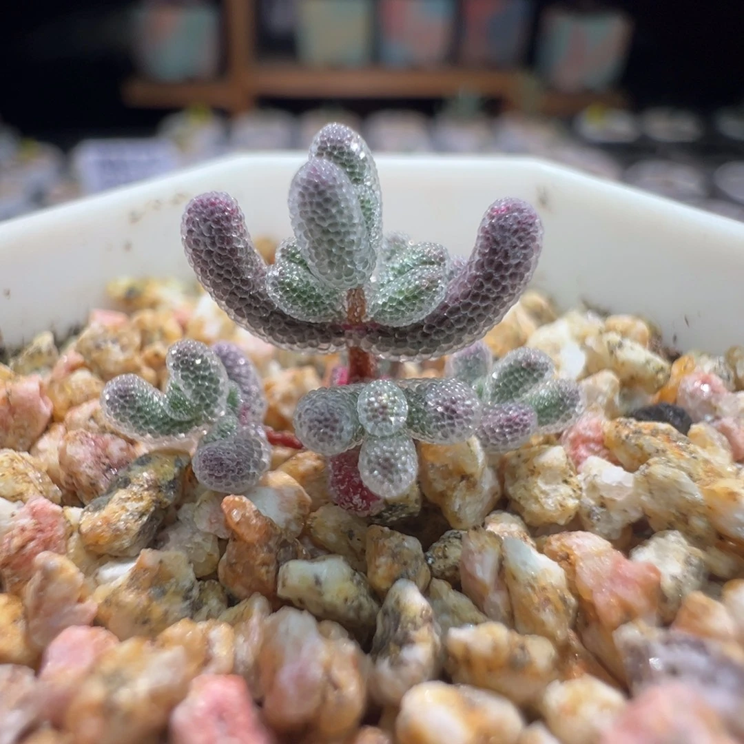 巨厚巨闪，尺寸很小，448实生粉冰晶，拍下不退不换