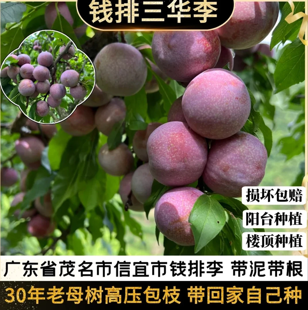 正宗钱排银妃三华李子带泥带根包高压枝广东省信宜市钱排小狗