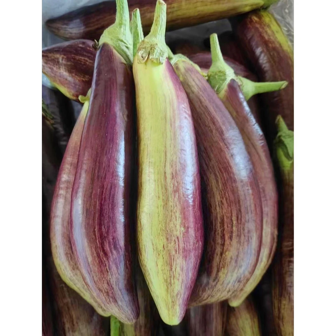 东北新鲜面包茄子包邮