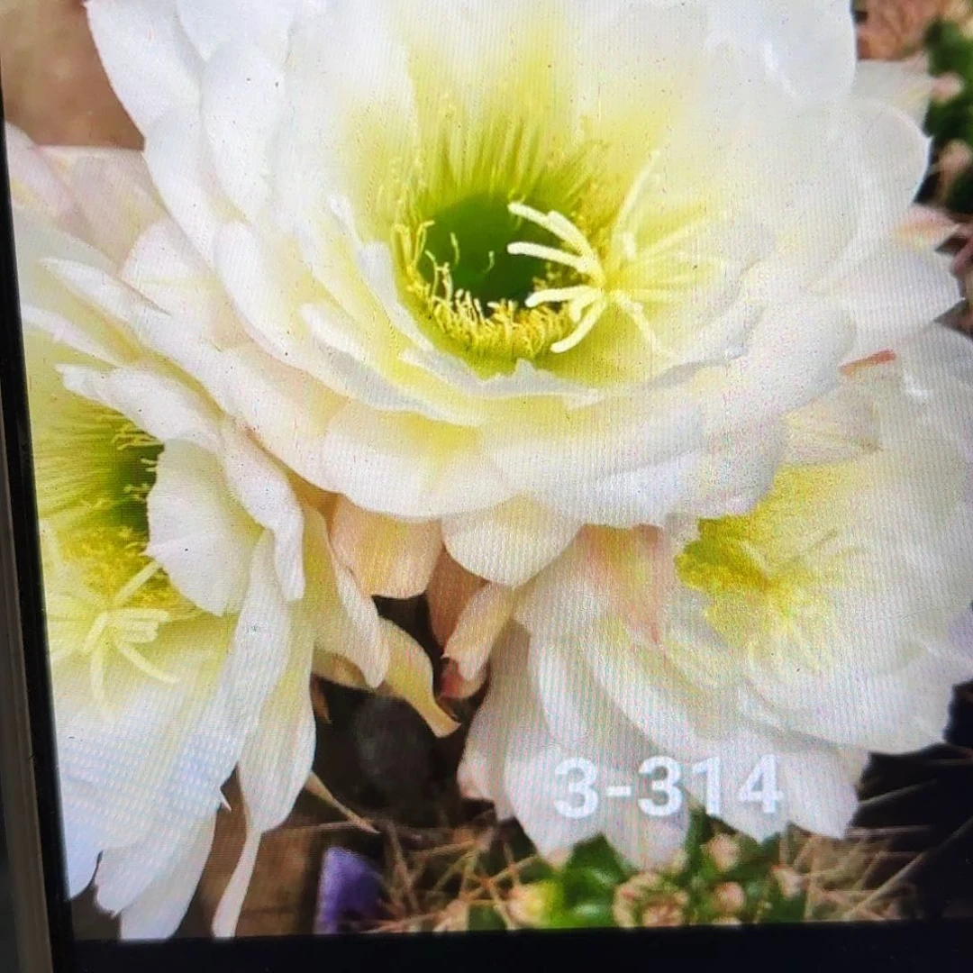 3-314毛侧牙20包邮3