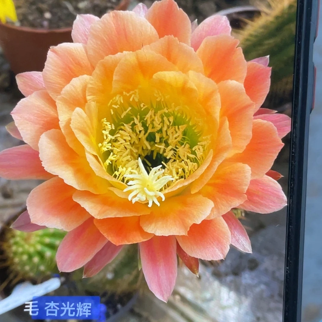 毛 杏光辉侧芽歪5公分左右