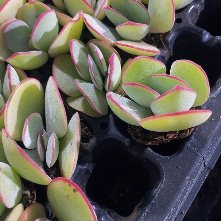 小白眉2.8带土发