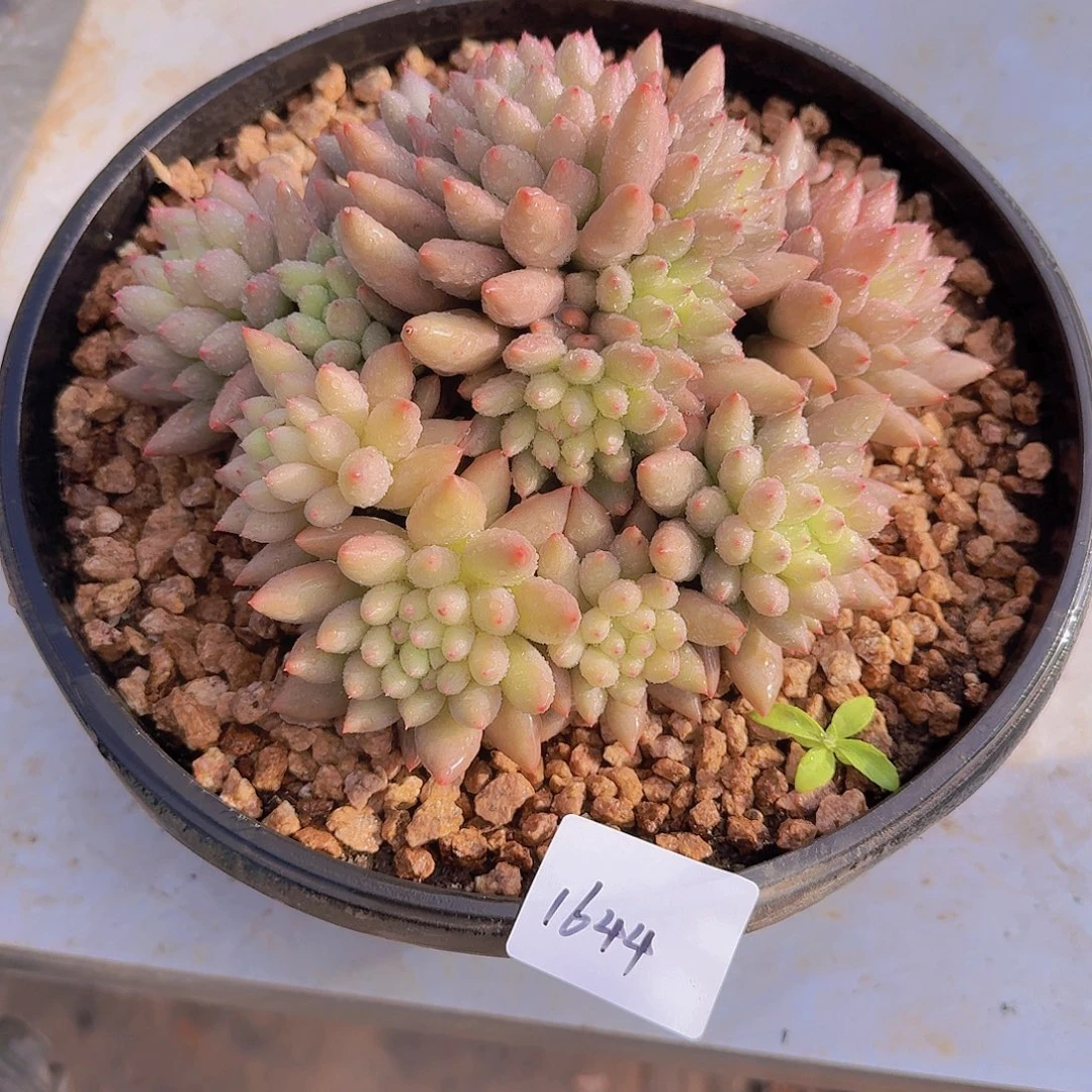 1644二代虞杂多肉植物