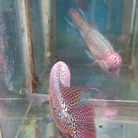 罗汉鱼222222222232