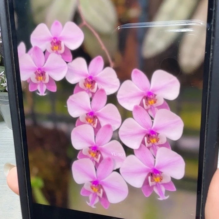 当前无花栽培后可以开花101西